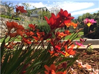 28c018d1-20160416 RI sparaxis.jpg